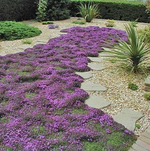 Creeping Wild Thyme seeds, beautiful ground cover, magic carpet, fun and easy to grow, gift for him and her, gardening, fast shipping