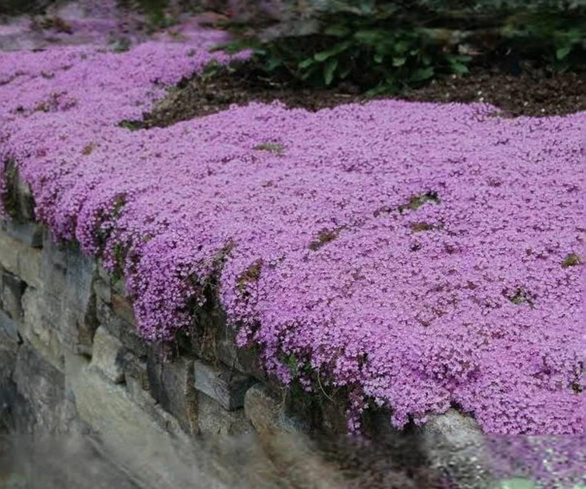 Creeping Wild Thyme seeds, beautiful ground cover, magic carpet, fun and easy to grow, gift for him and her, gardening, fast shipping