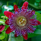 Passion Flowers, amazing colours, fun and easy to grow, gift for him and her, home decor, gardening, mother's day, can be grown in all zones