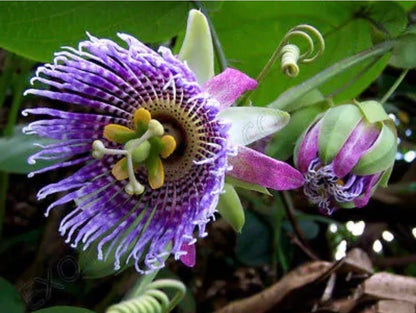 Passion Flowers, amazing colours, fun and easy to grow, gift for him and her, home decor, gardening, mother's day, can be grown in all zones