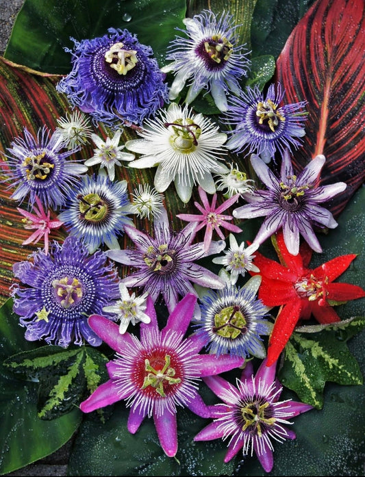 Purple Passion Flower seeds - passiflora - perfect gift for him and her - can be grown in all zones - home decor gift - gardening - organic