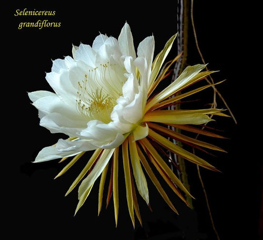 Queen of the Night seeds - beautiful Flowers - fun & easy to grow - house plant, succulent - perfect gift for him and her - home decor gifts