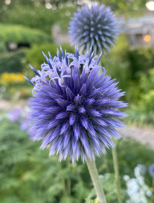 Echinops Blue Globe seeds, pollinator friendly attracts bees and butterflies, best gift for him and her, gardening, home decor gifts