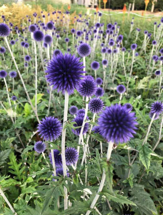 Echinops Blue Globe seeds, pollinator friendly attracts bees and butterflies, best gift for him and her, gardening, home decor gifts