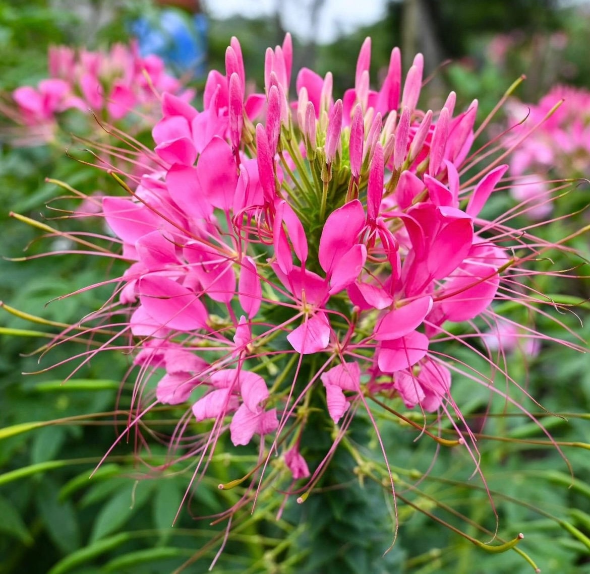 Spider Plant Rose Queen seeds, pollinator friendly attracts bees and butterflies, best gift for him and her, gardening, home decor gifts