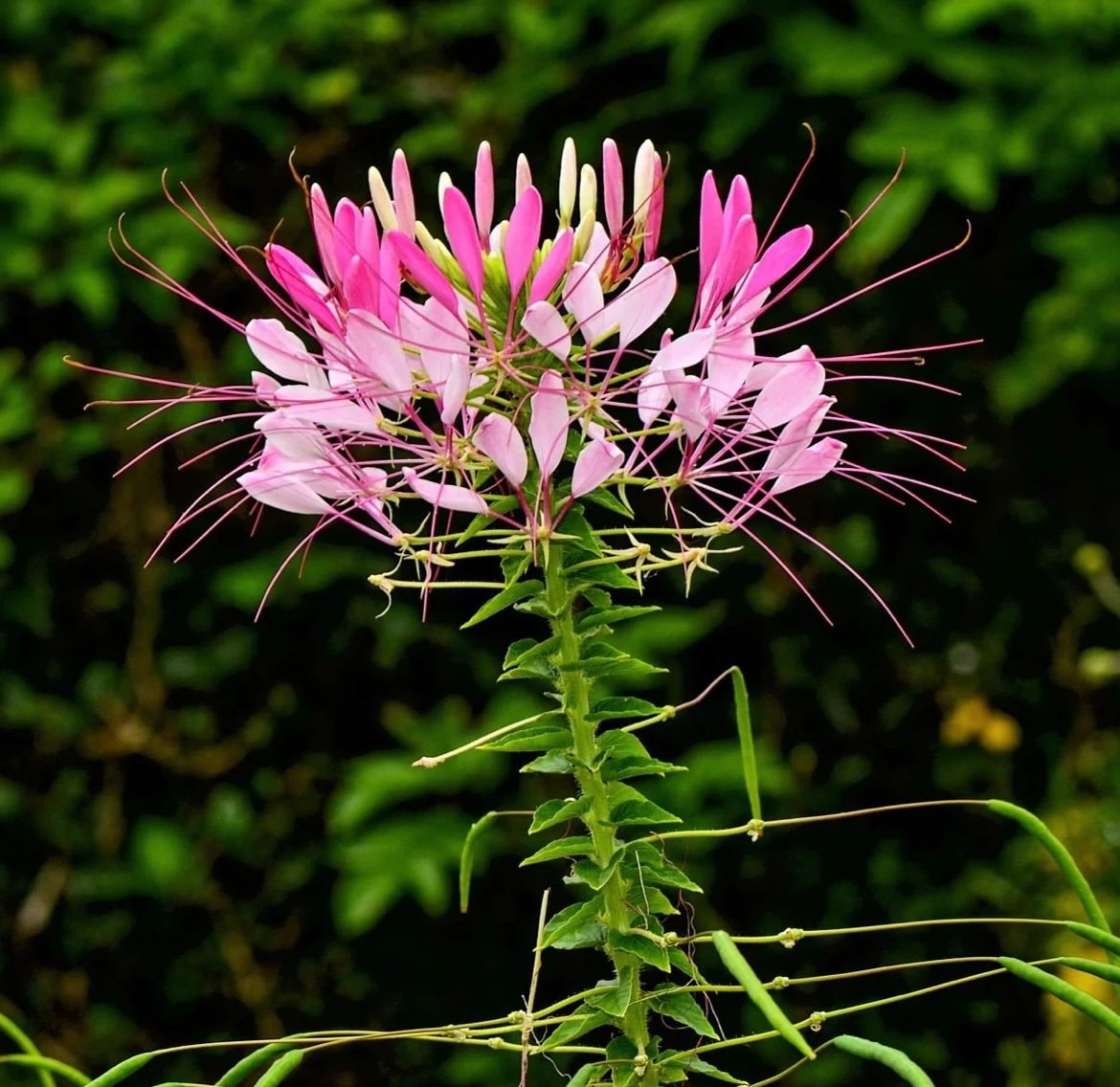 Spider Plant Rose Queen seeds, pollinator friendly attracts bees and butterflies, best gift for him and her, gardening, home decor gifts